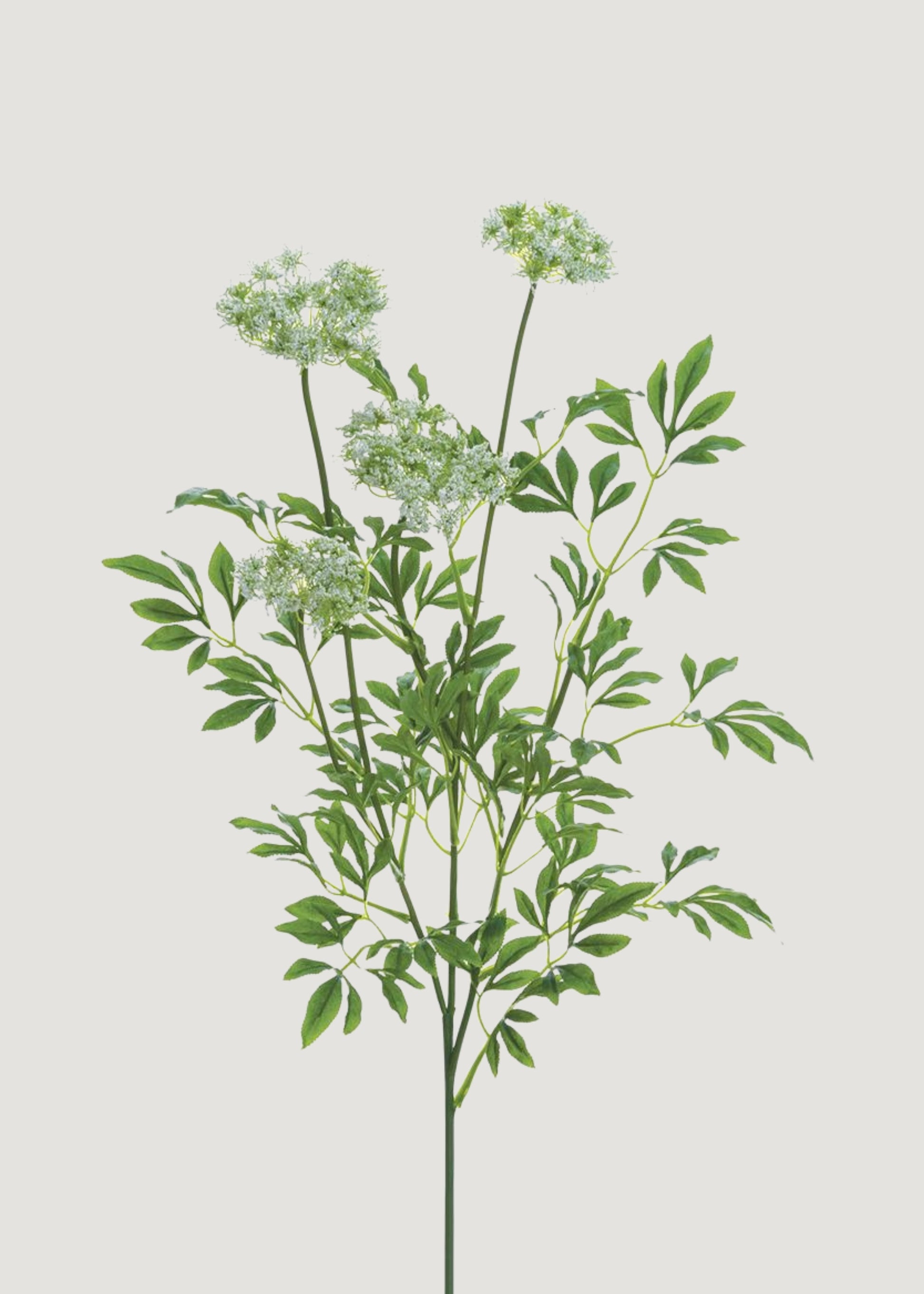 Bush of Queen Anne's Lace Wildflowers