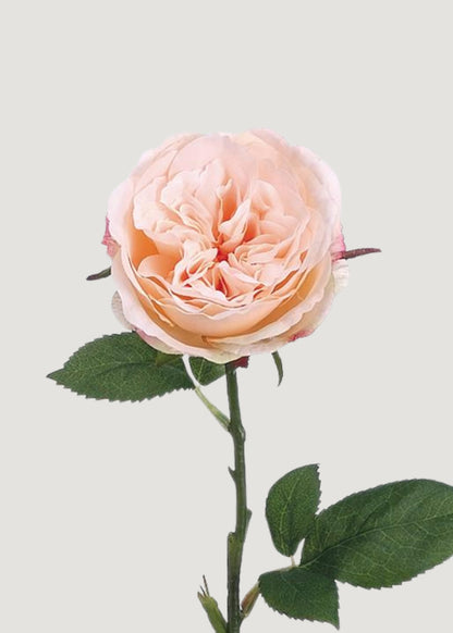 Fake English Cabbage Rose in Pink Apricot