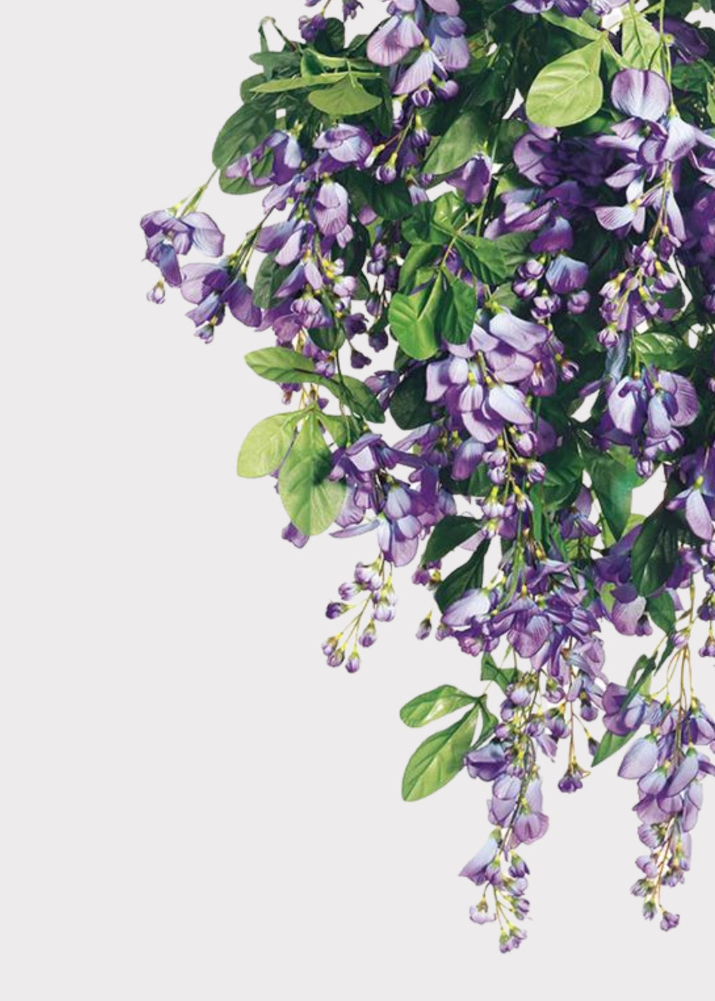 Close-up of the Violet Purple Fake Wisteria Hanging Flower Bush