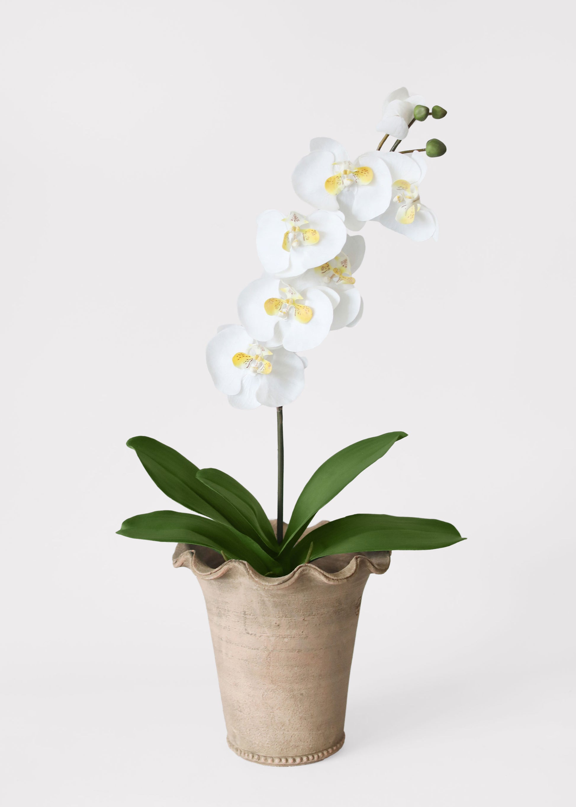 Fake Phaleanopsis Orchid and Leaf