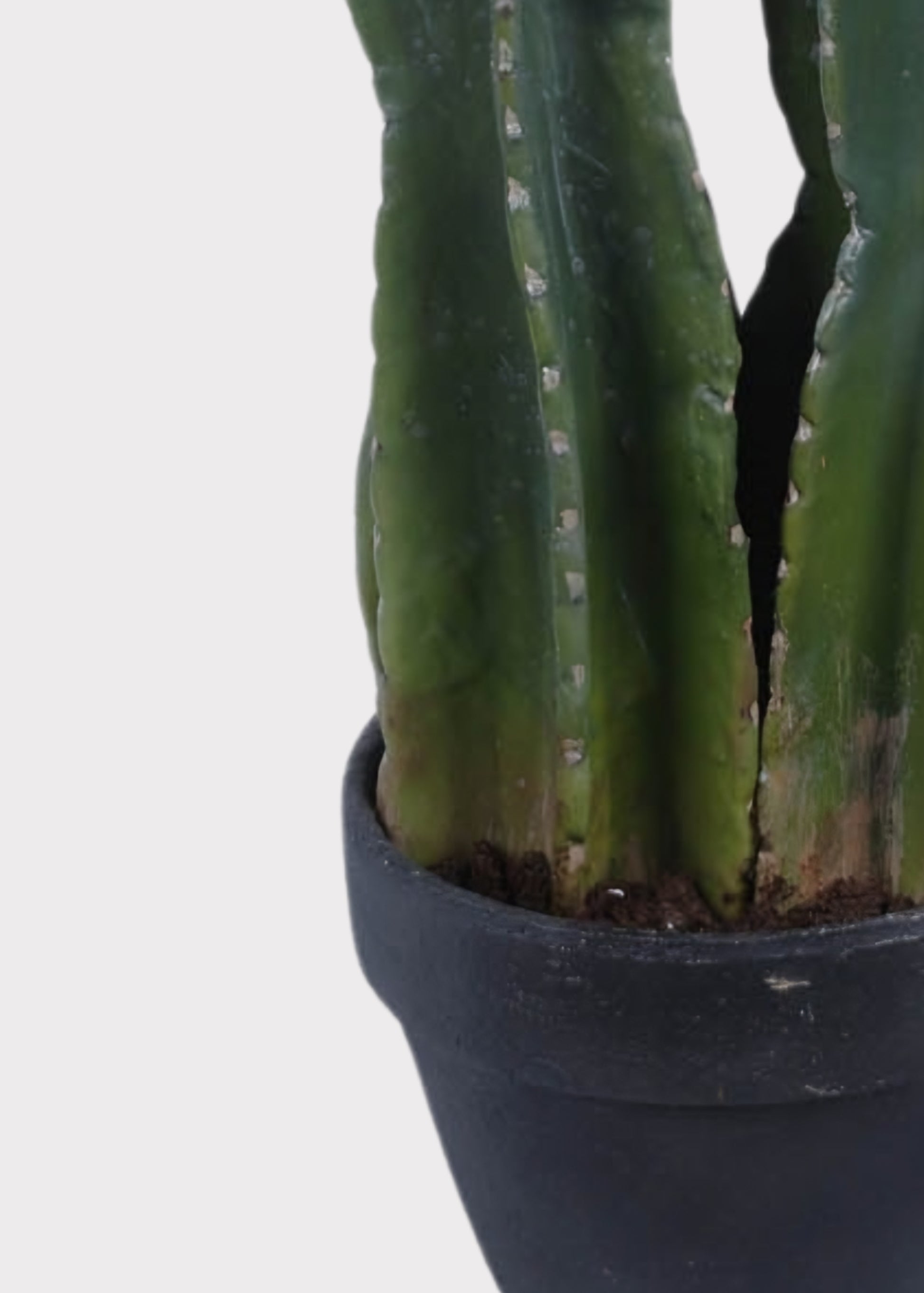 Potted cactus plant 