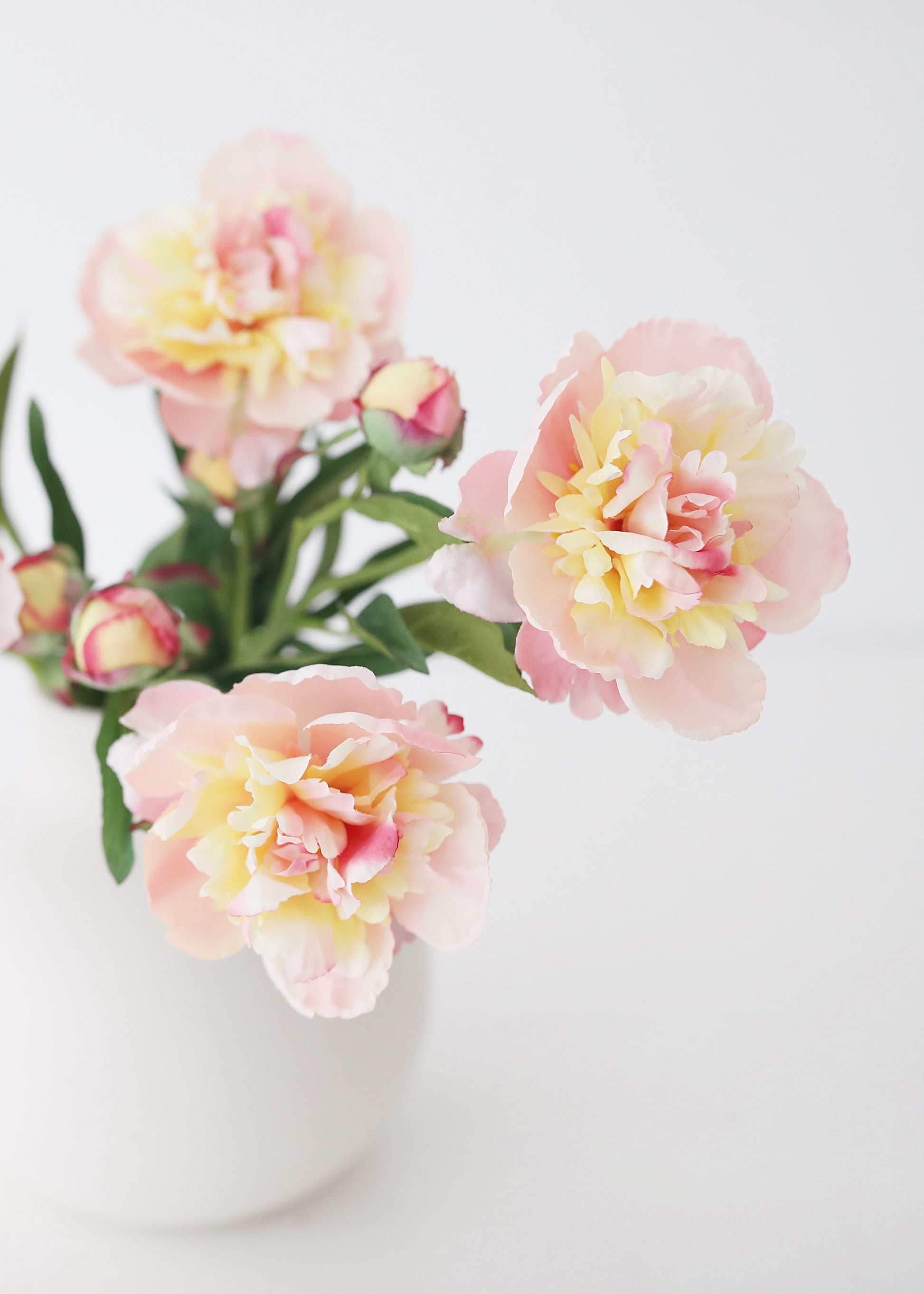 Soft Apricot Pink Peonies