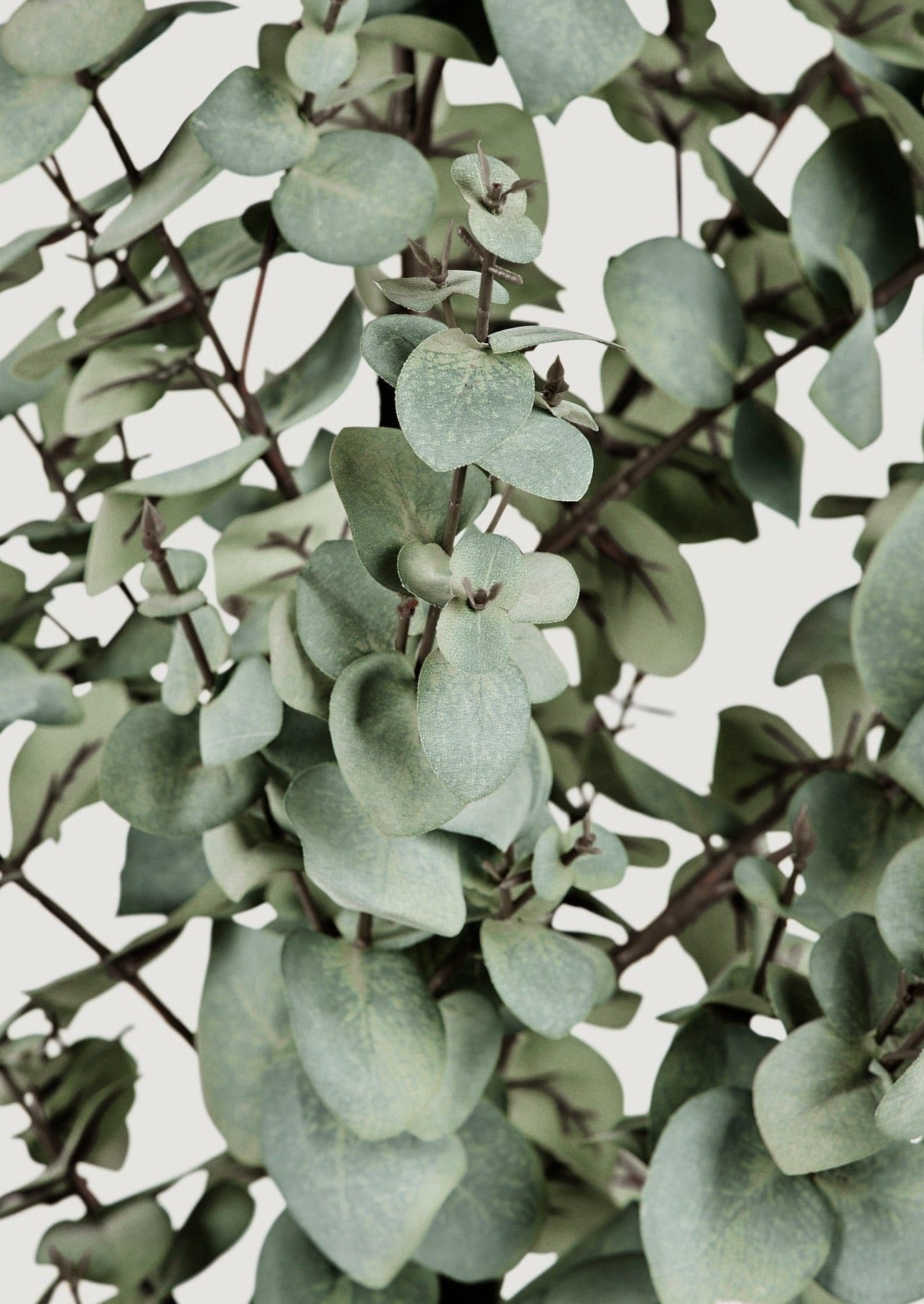 Afloral Closeup of Artificial Eucalyptus Foliage
