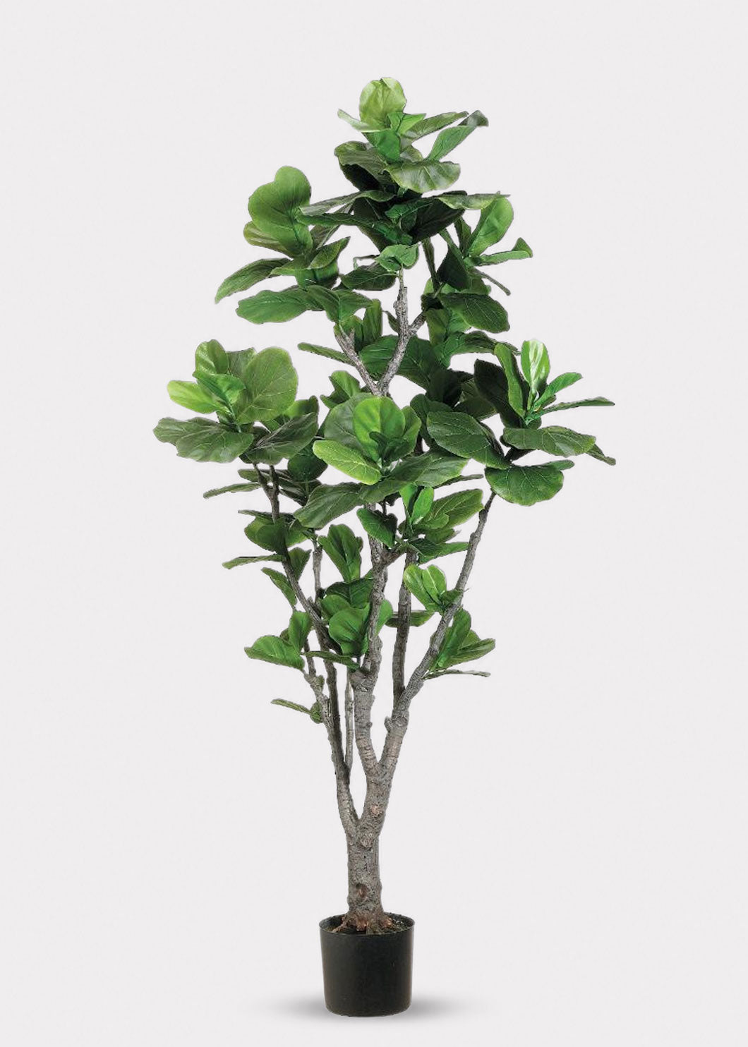 Potted Fiddle Leaf Fig Tree 