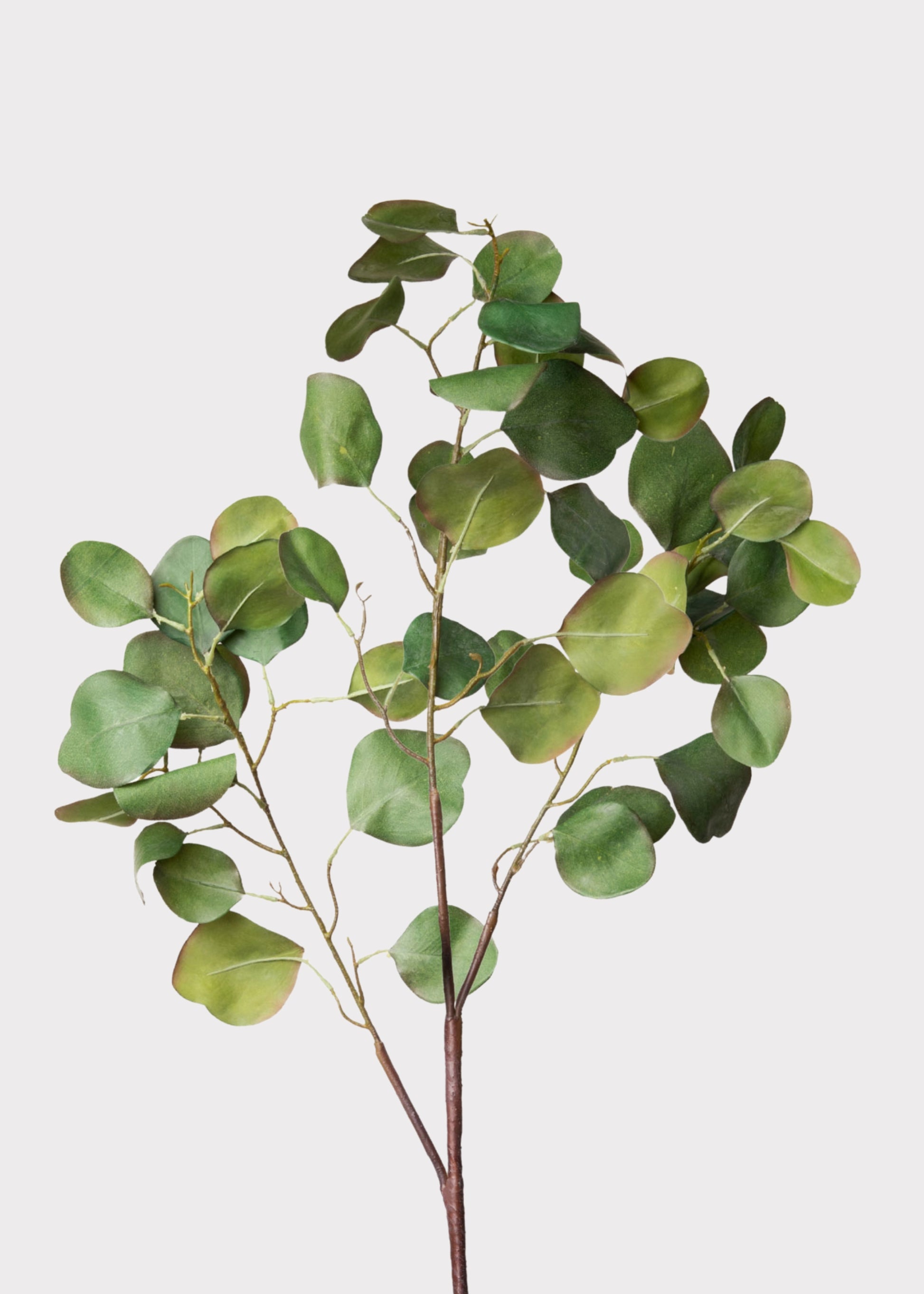 Silver Dollar Eucalyptus
