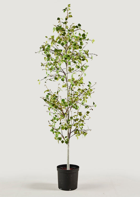 Potted Birch Tree Best Faux Floor Plants Afloral