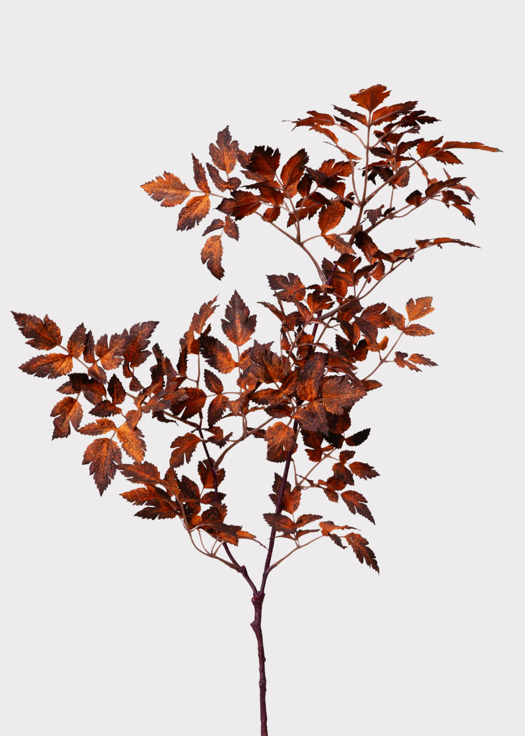 Afloral Brown Cimicifuga Leaf Spray