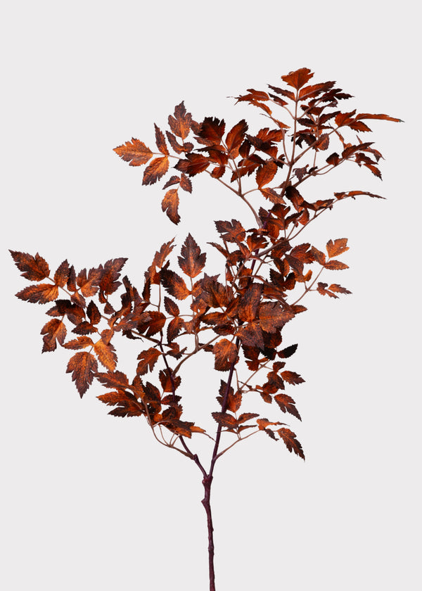 Afloral Brown Cimicifuga Leaf Spray