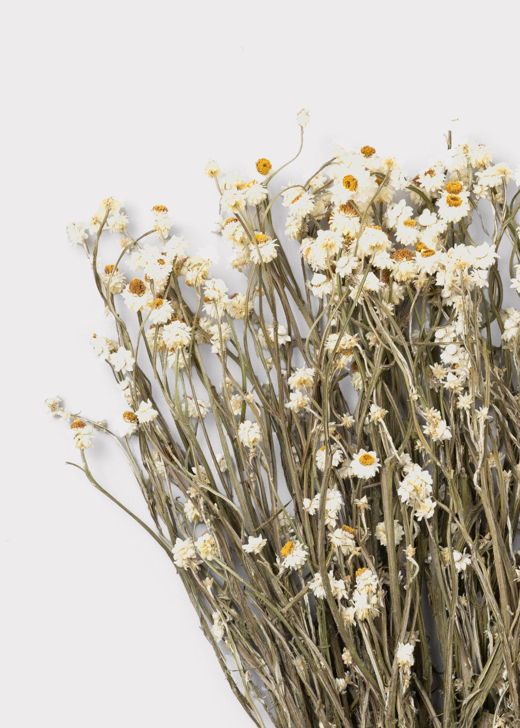 Dried White Ammobium Flowers