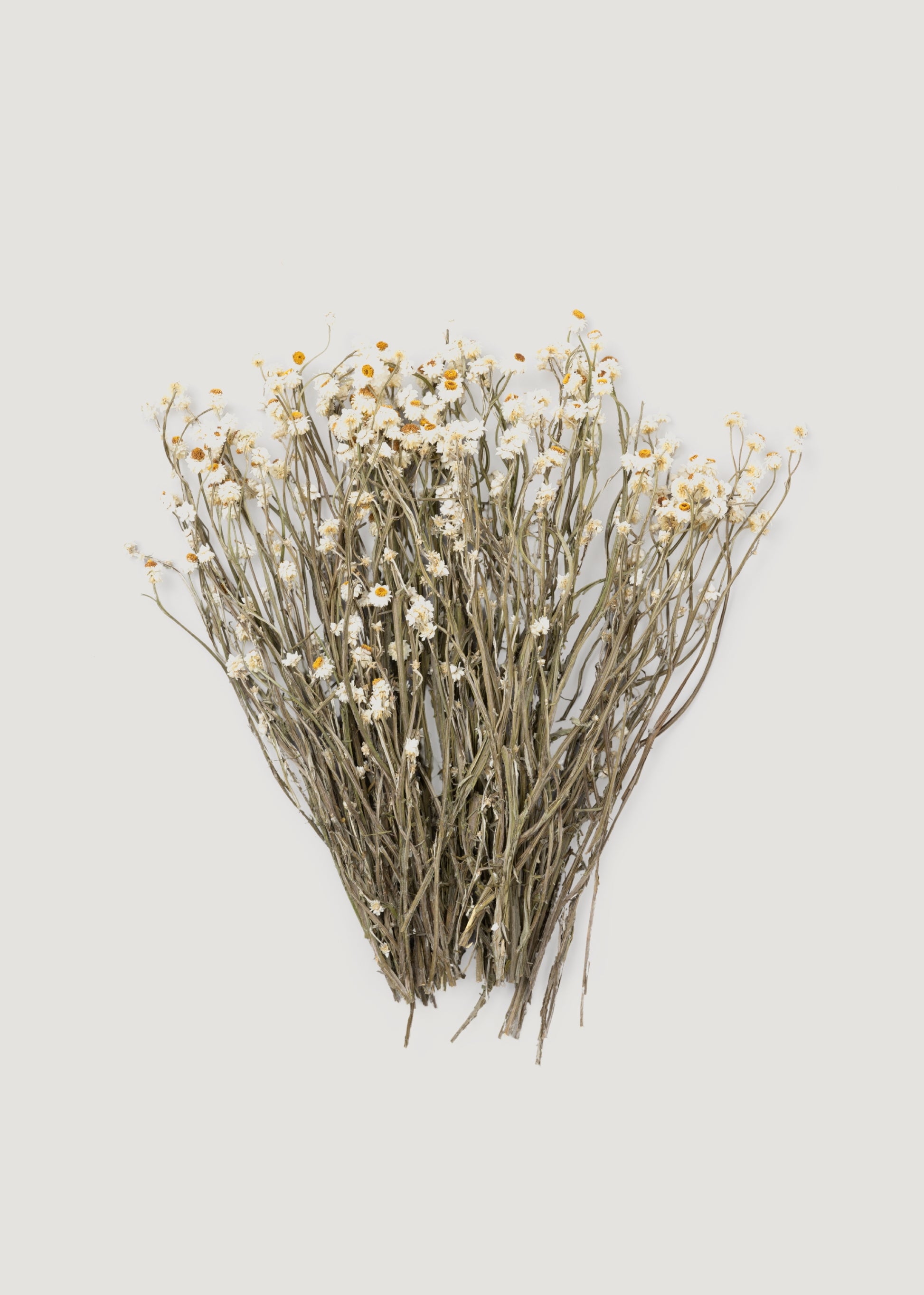 Natural White Dried Ammobium Flowers