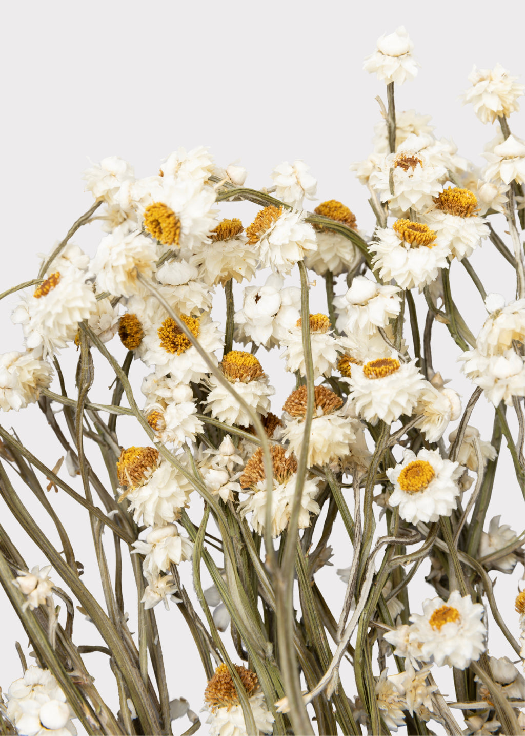 Close-up of Dried Ammobium Flowers