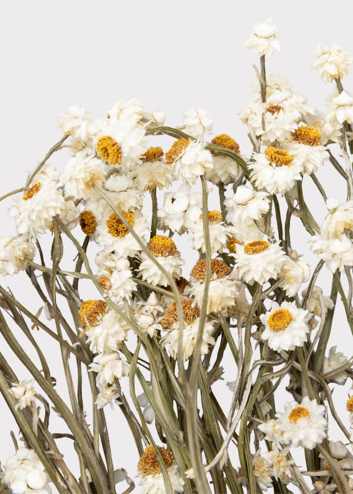 Close-up of Dried Ammobium Flowers