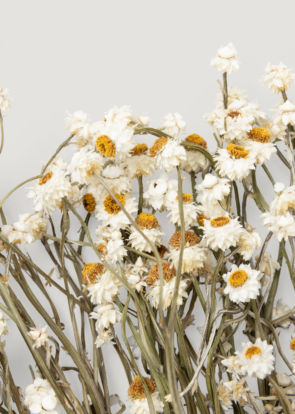 Close-up of Dried Ammobium Flowers