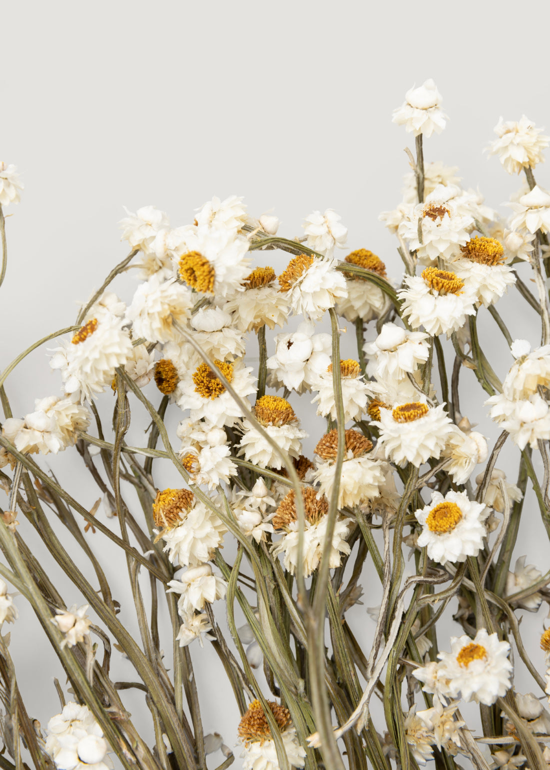 Close-up of Dried Ammobium Flowers