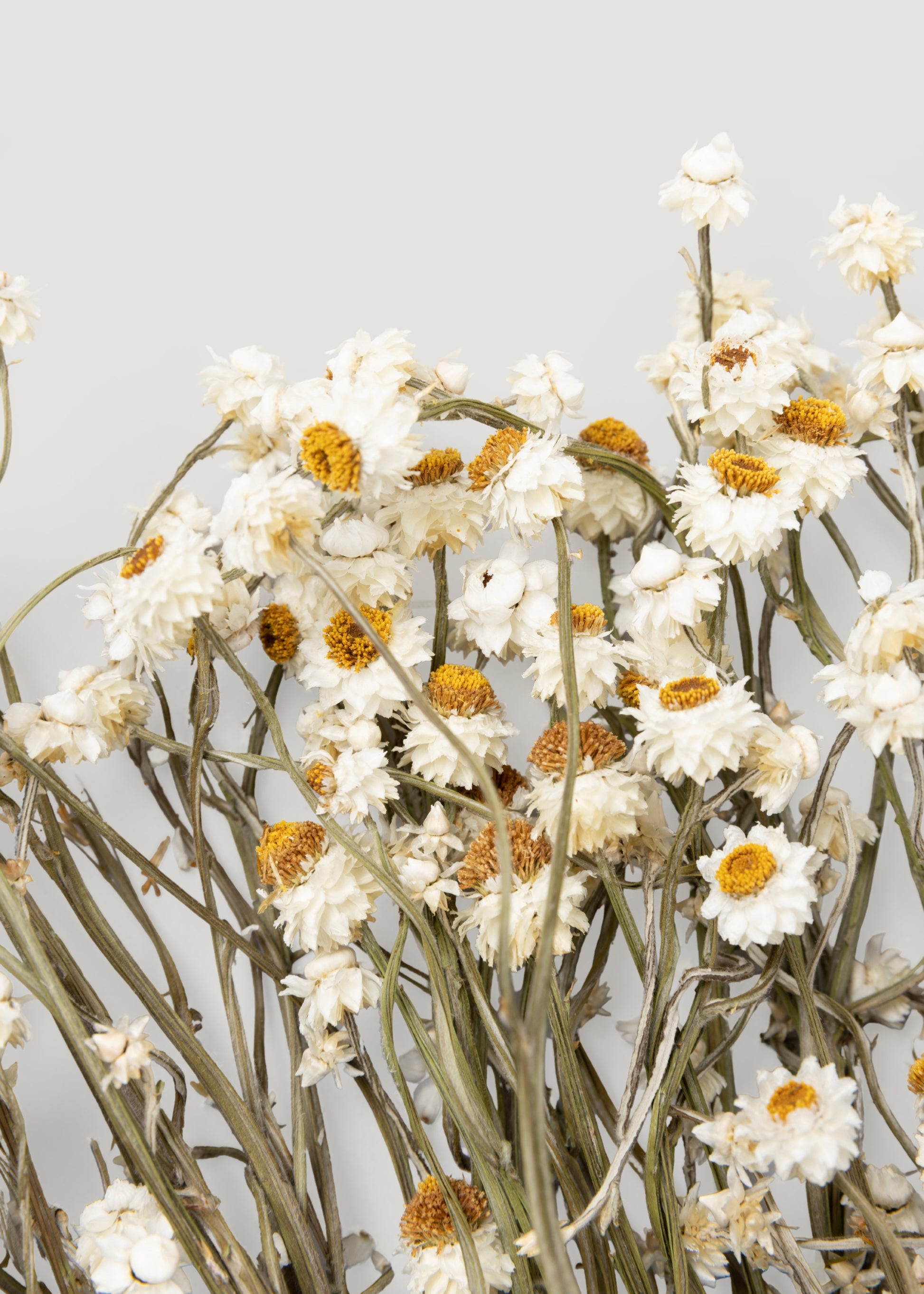 Close-up of Dried Ammobium Flowers