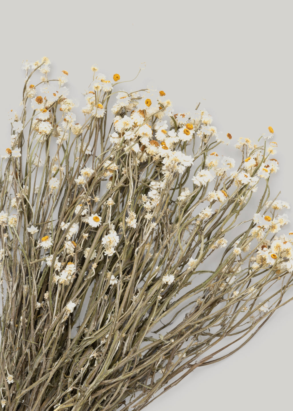 Dried White Ammobium Flowers