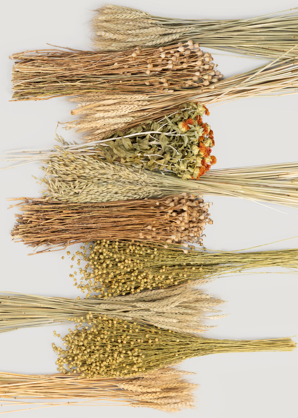 Assorted Case of Dried Grains and Grasses