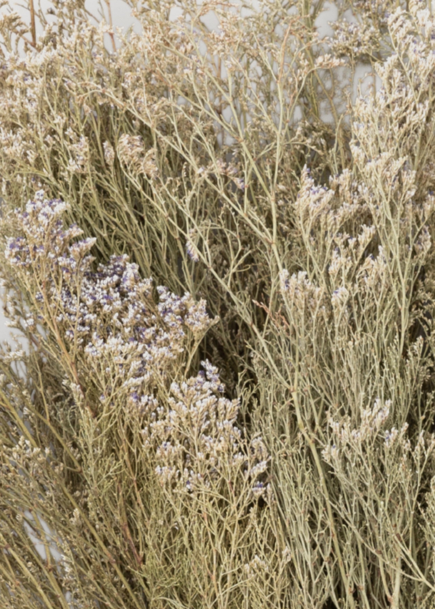 Close-up of Natural Caspia Flowers 