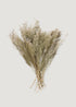 Natural White Dried Caspia Flowers 
