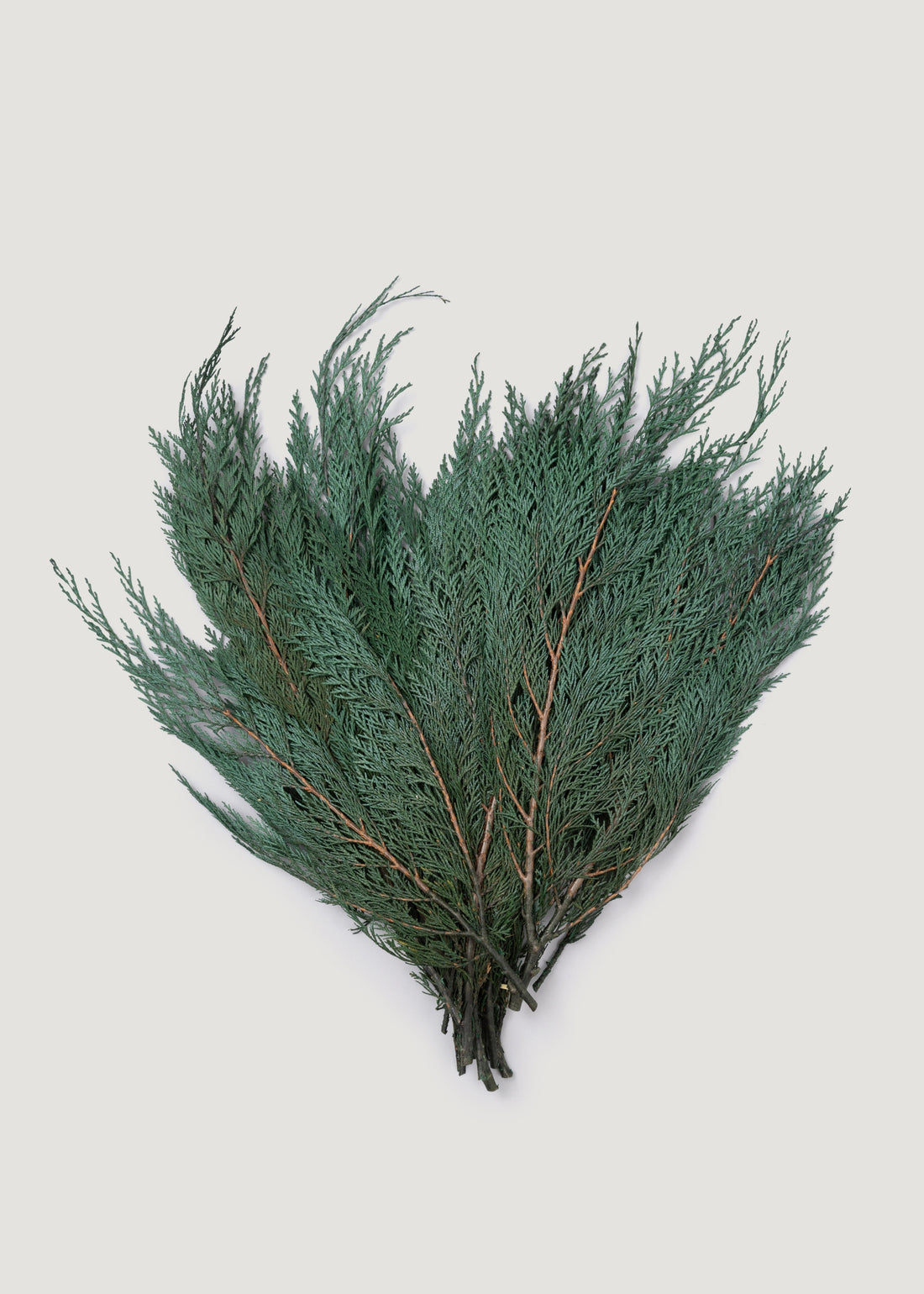 Preserved Cedar Greenery Bundle