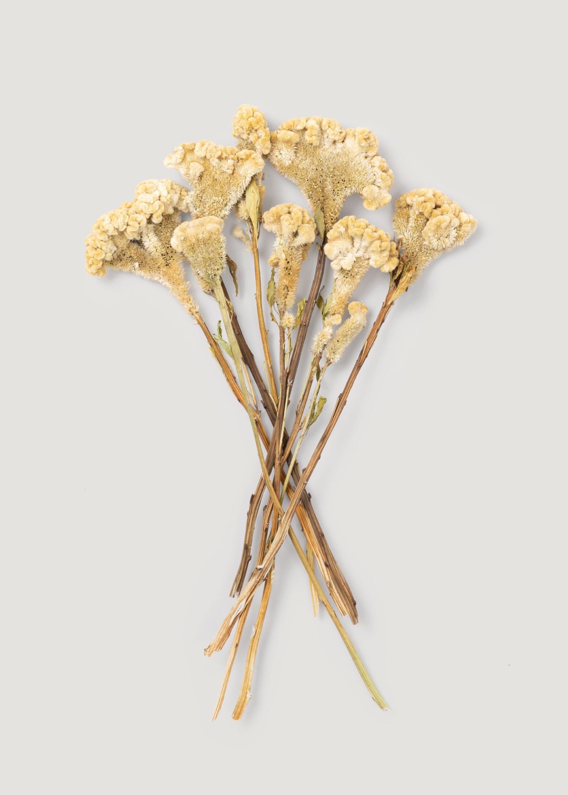 Natural Dried Celosia Bundle