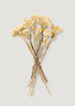 Natural Dried Celosia Bundle