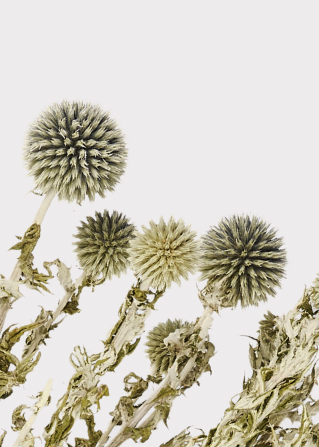 Close-up of Dried Echinops 