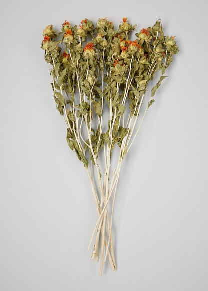 Natural Safflower Stems