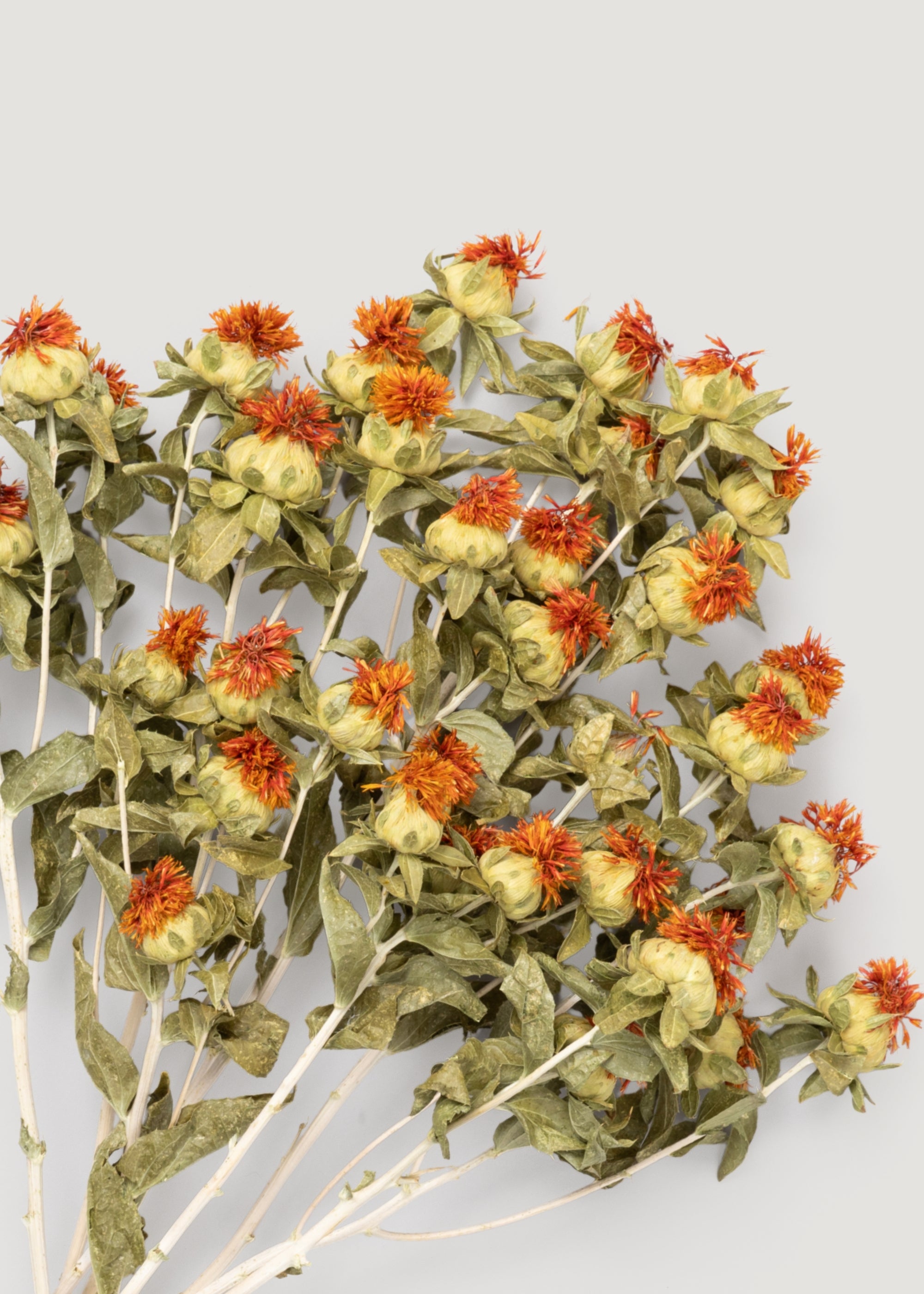 Bundle of Dried Orange Safflower