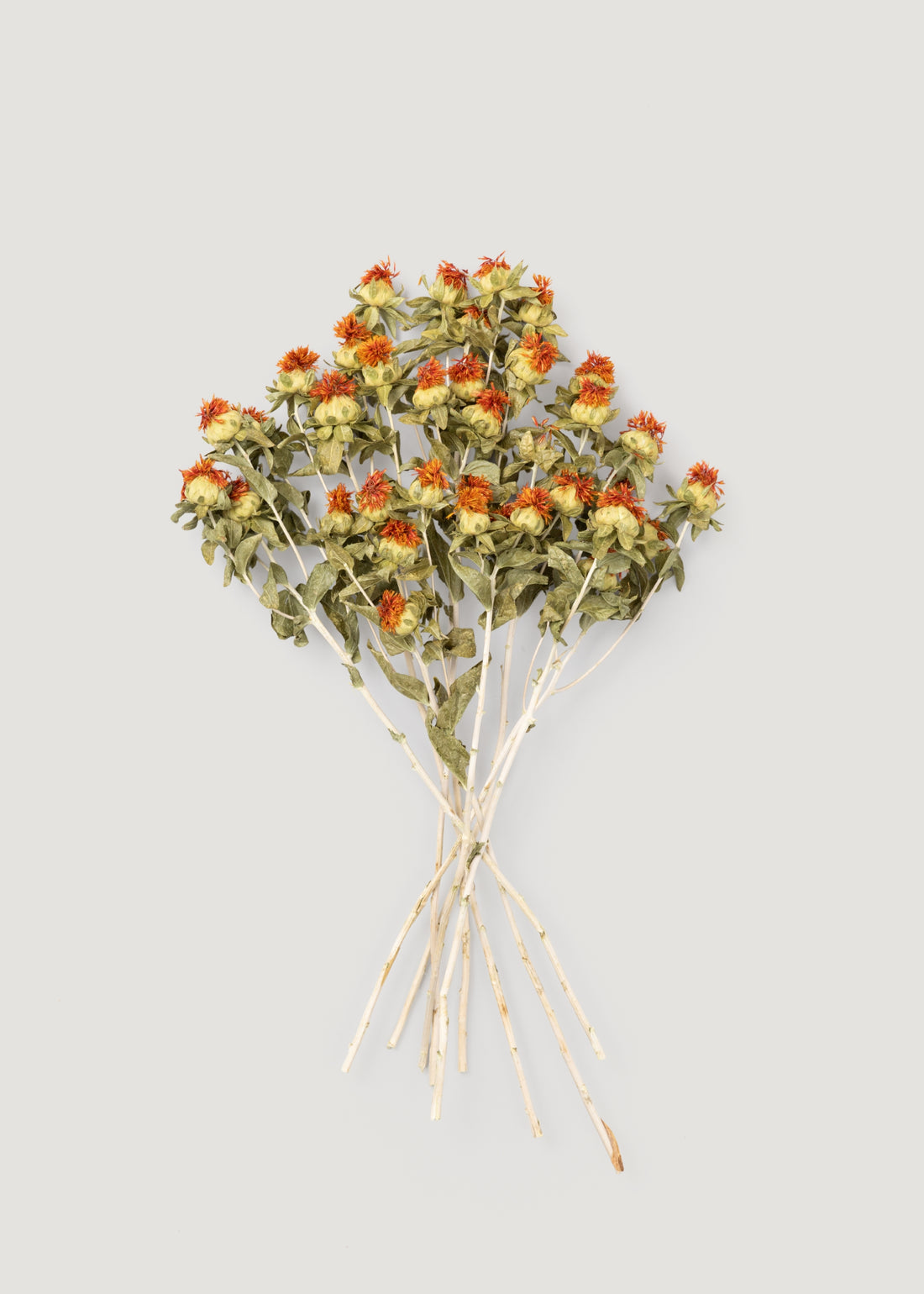 Dried Natural Orange Safflower