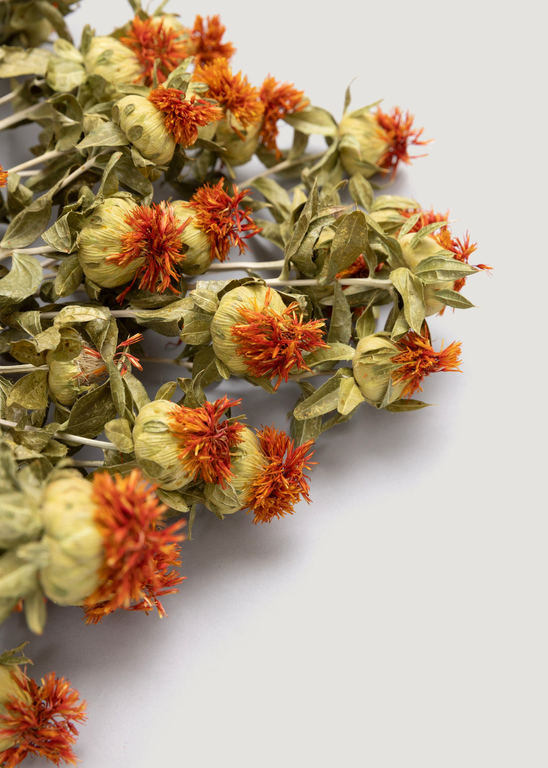 Close up of Dried Orange Safflower