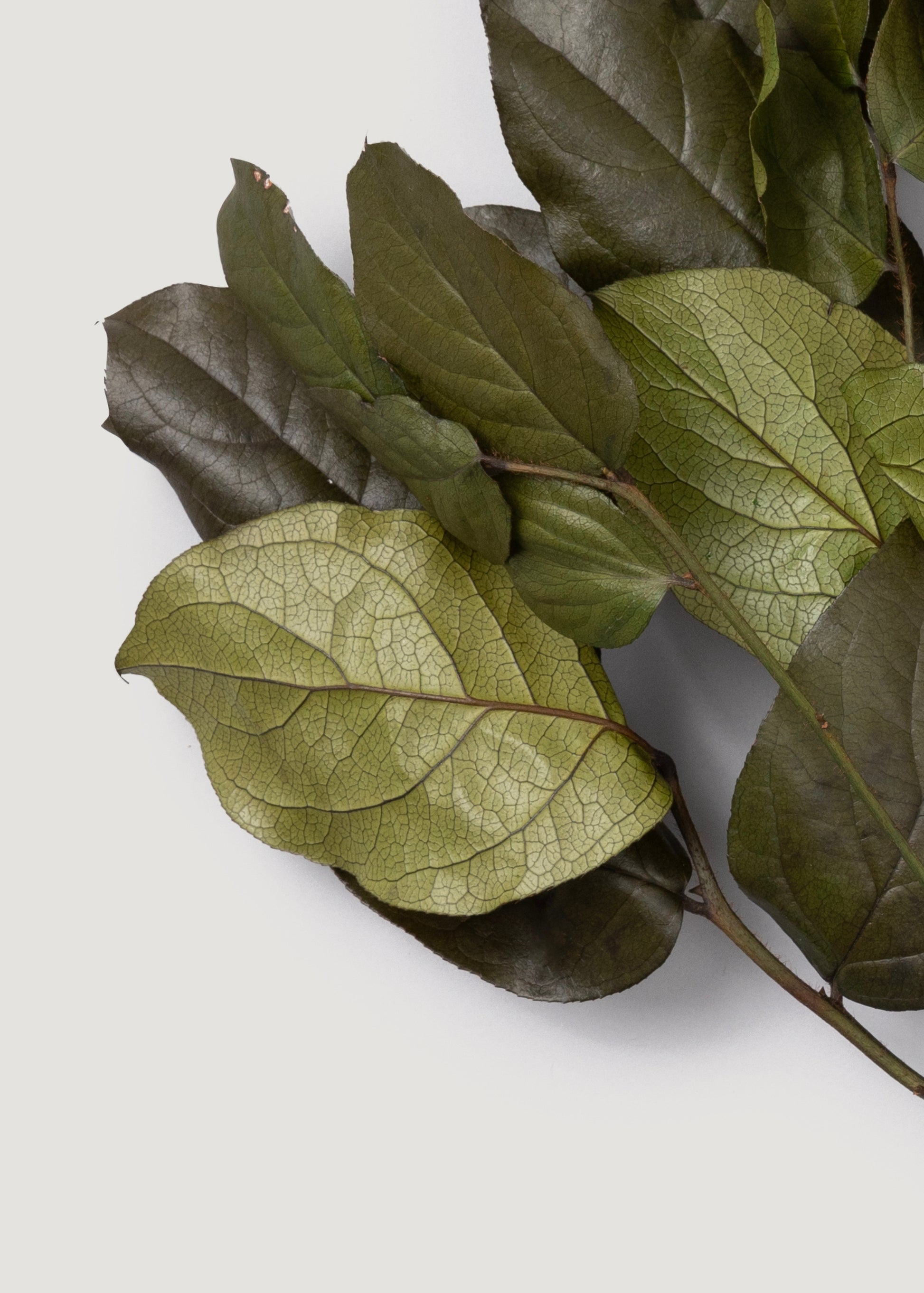 Close-up Preserved Salal Leaves 