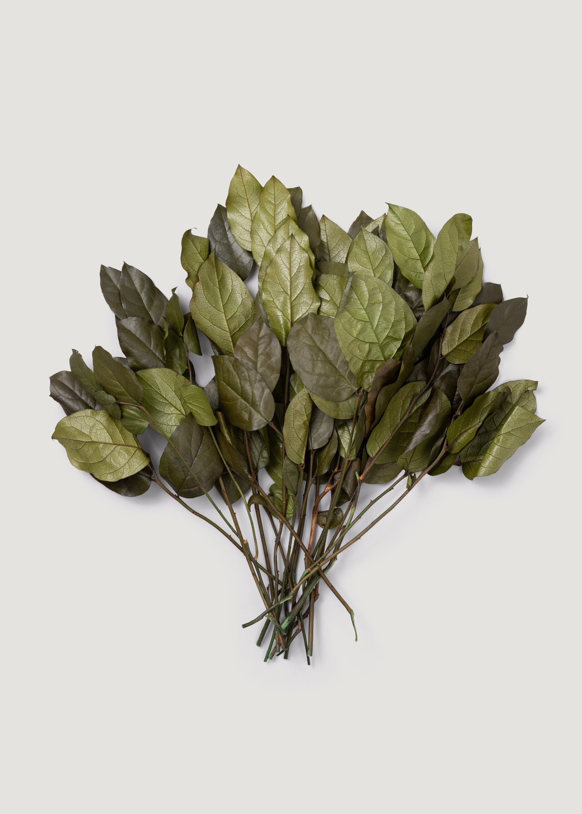 Green Preserved Salal Leaves 