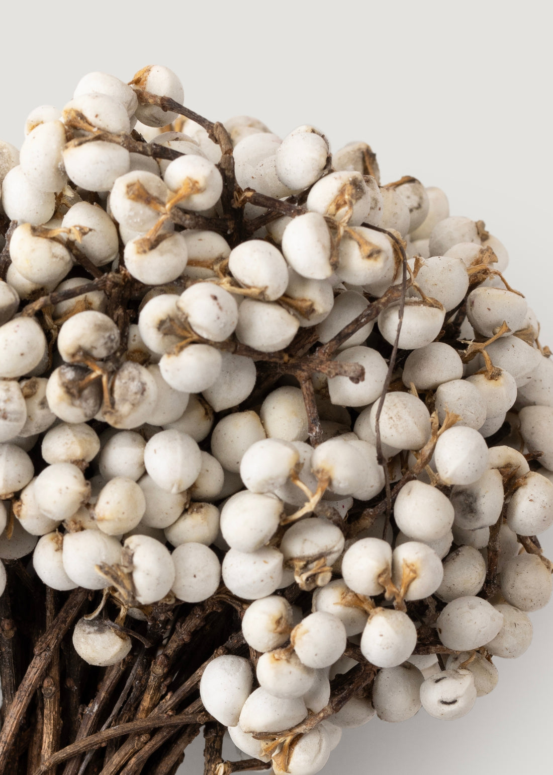 Close-up of White Tallow Berries