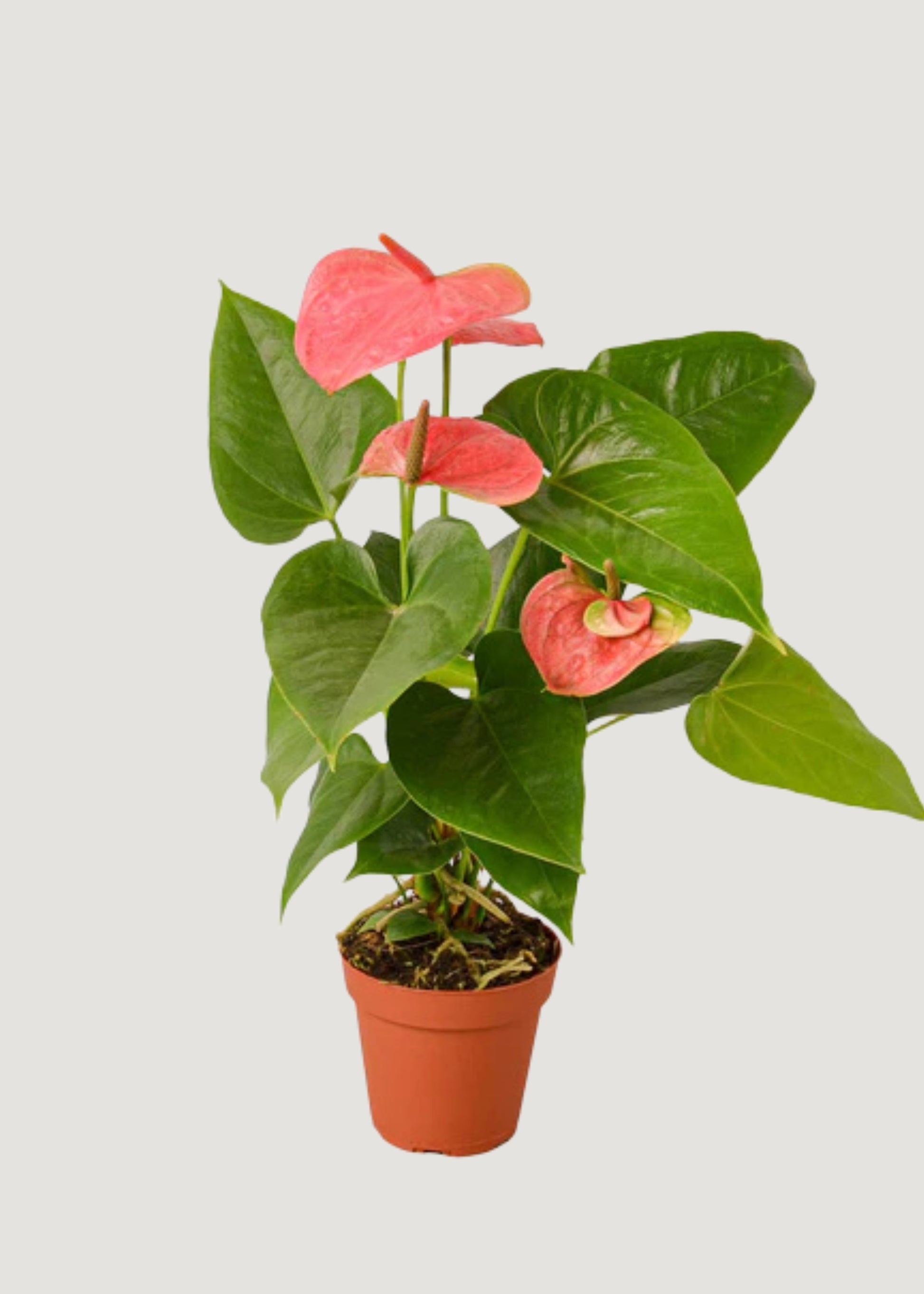  Live Pink Anthurium 