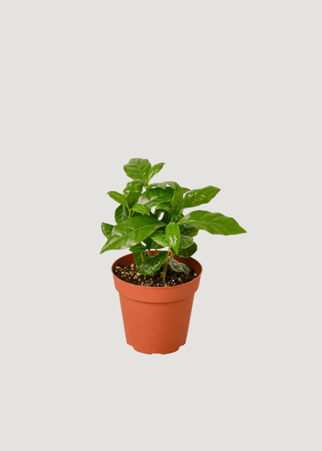 Arabian Coffee Plant