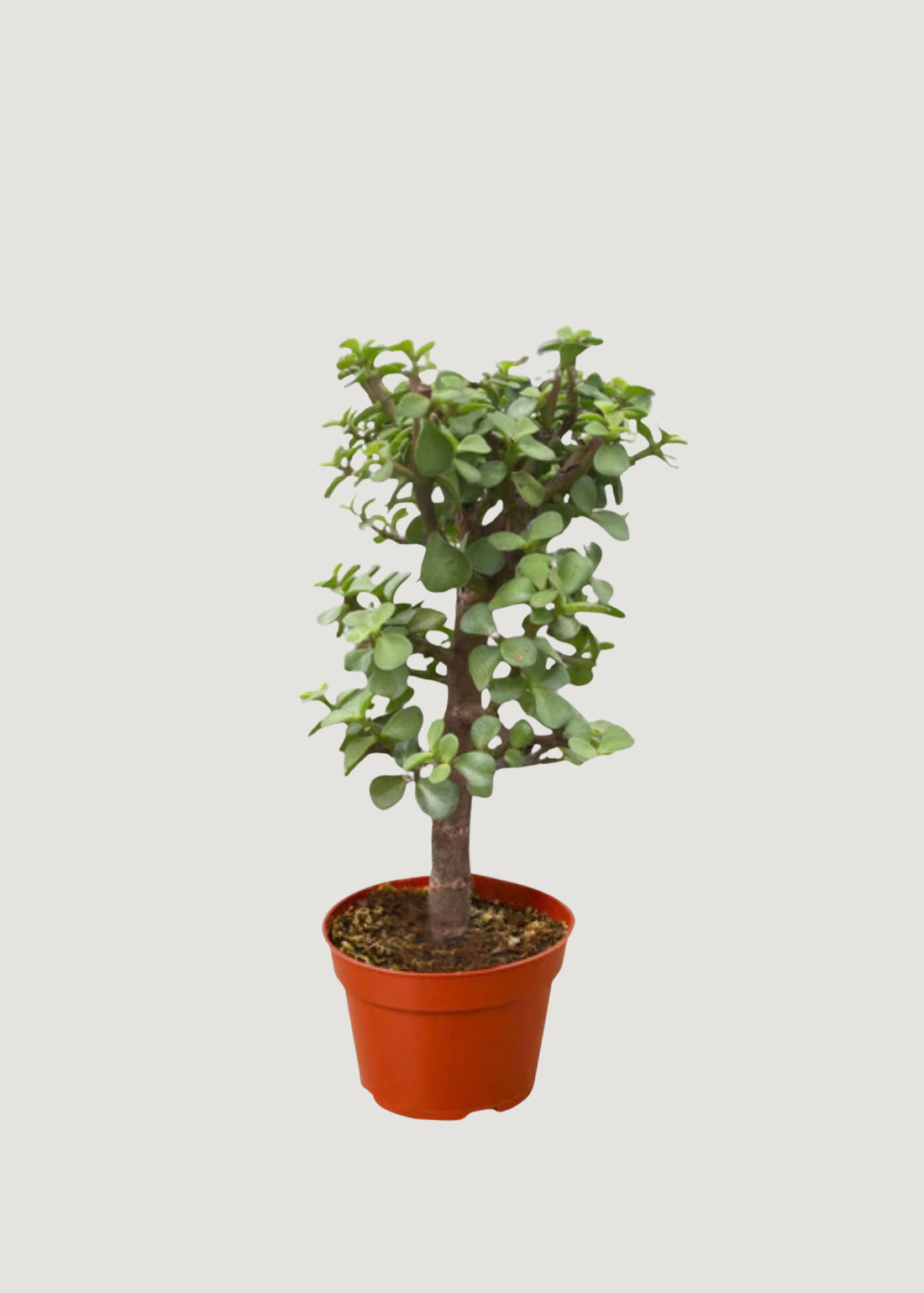  Bonsai Dwarf Jade Succulent Plant 