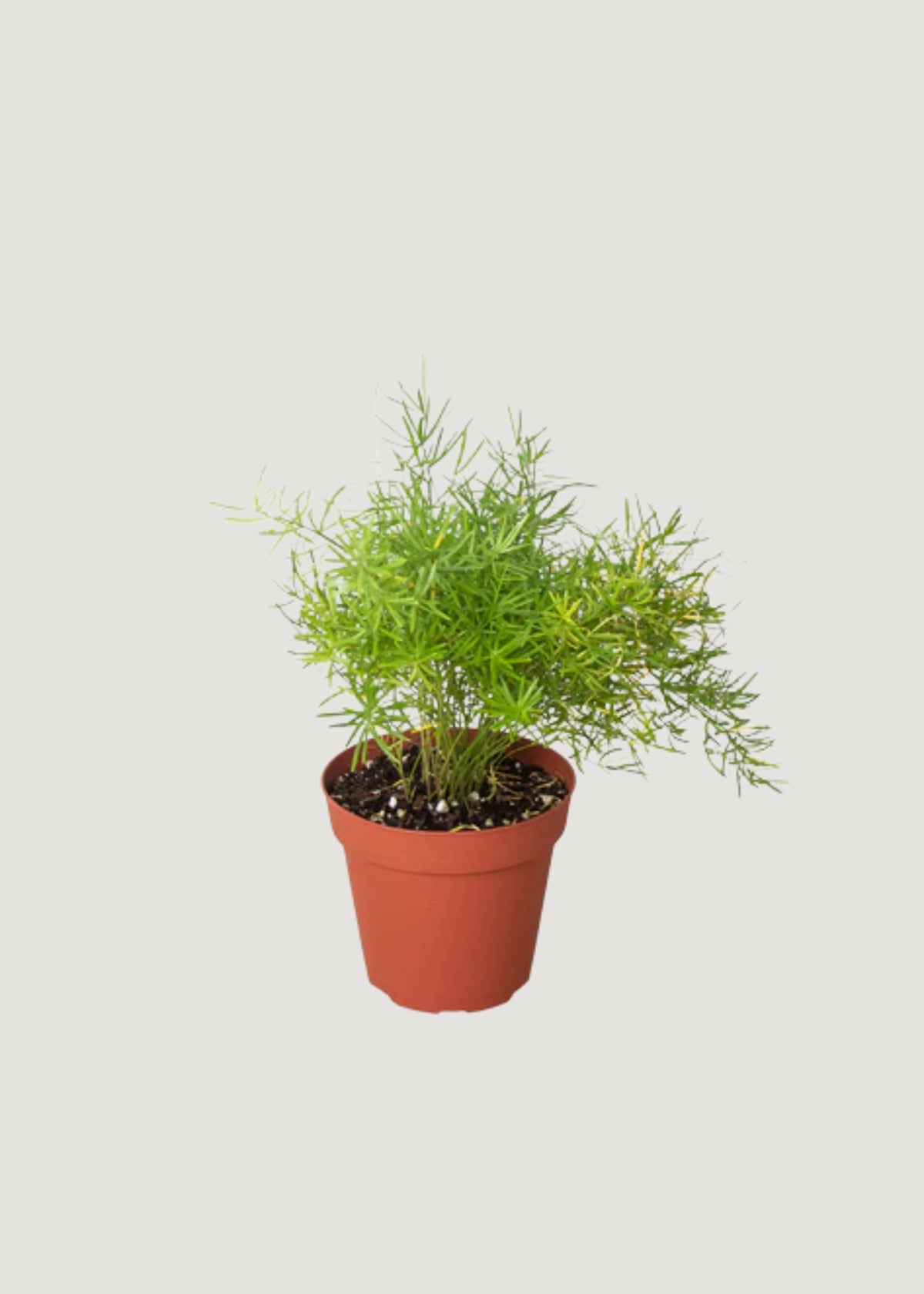 Live Sprengeri Asparagus Fern 