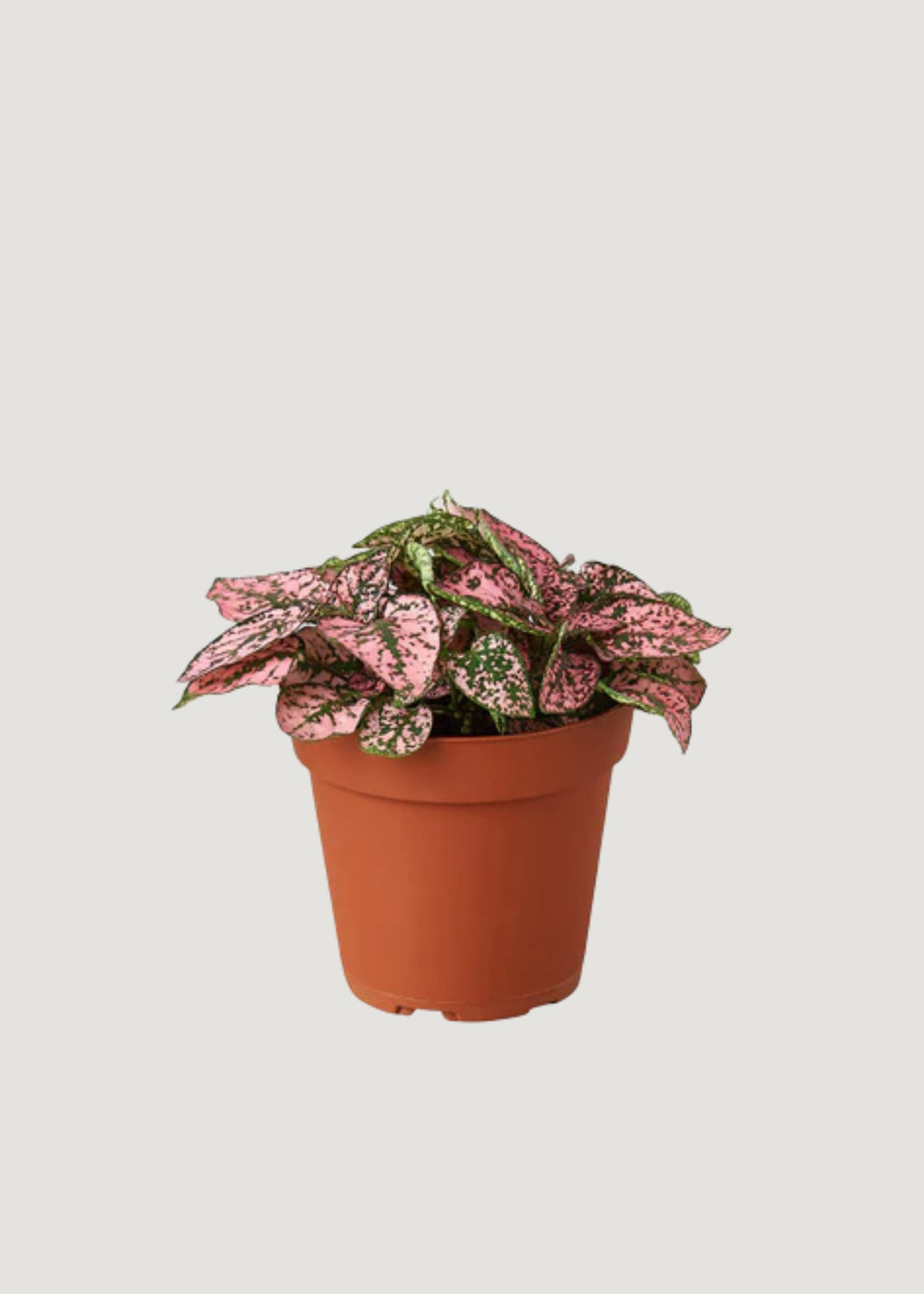  Pink and Green Potted Polk Dot Plant 