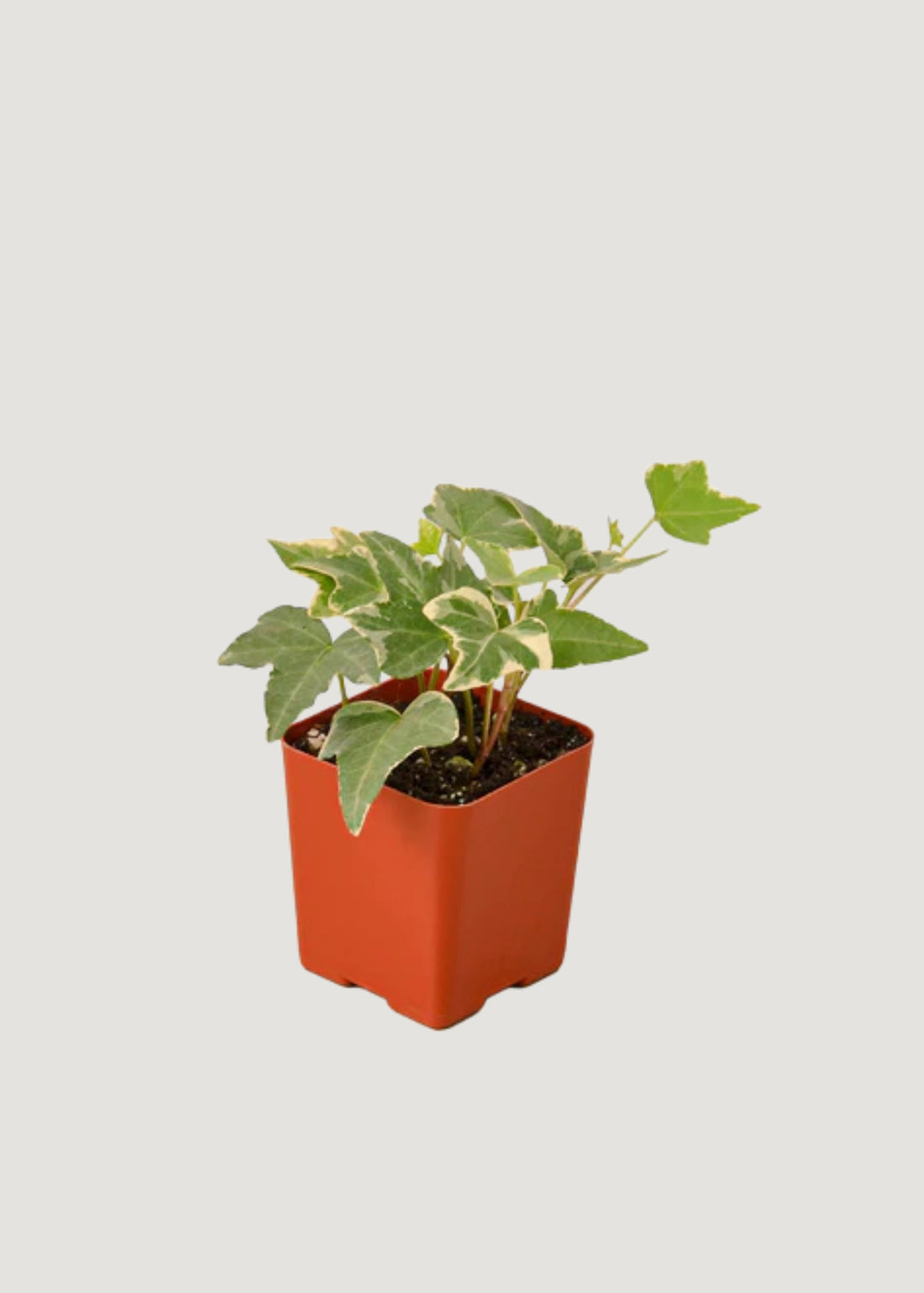 English Ivy Potted Plant