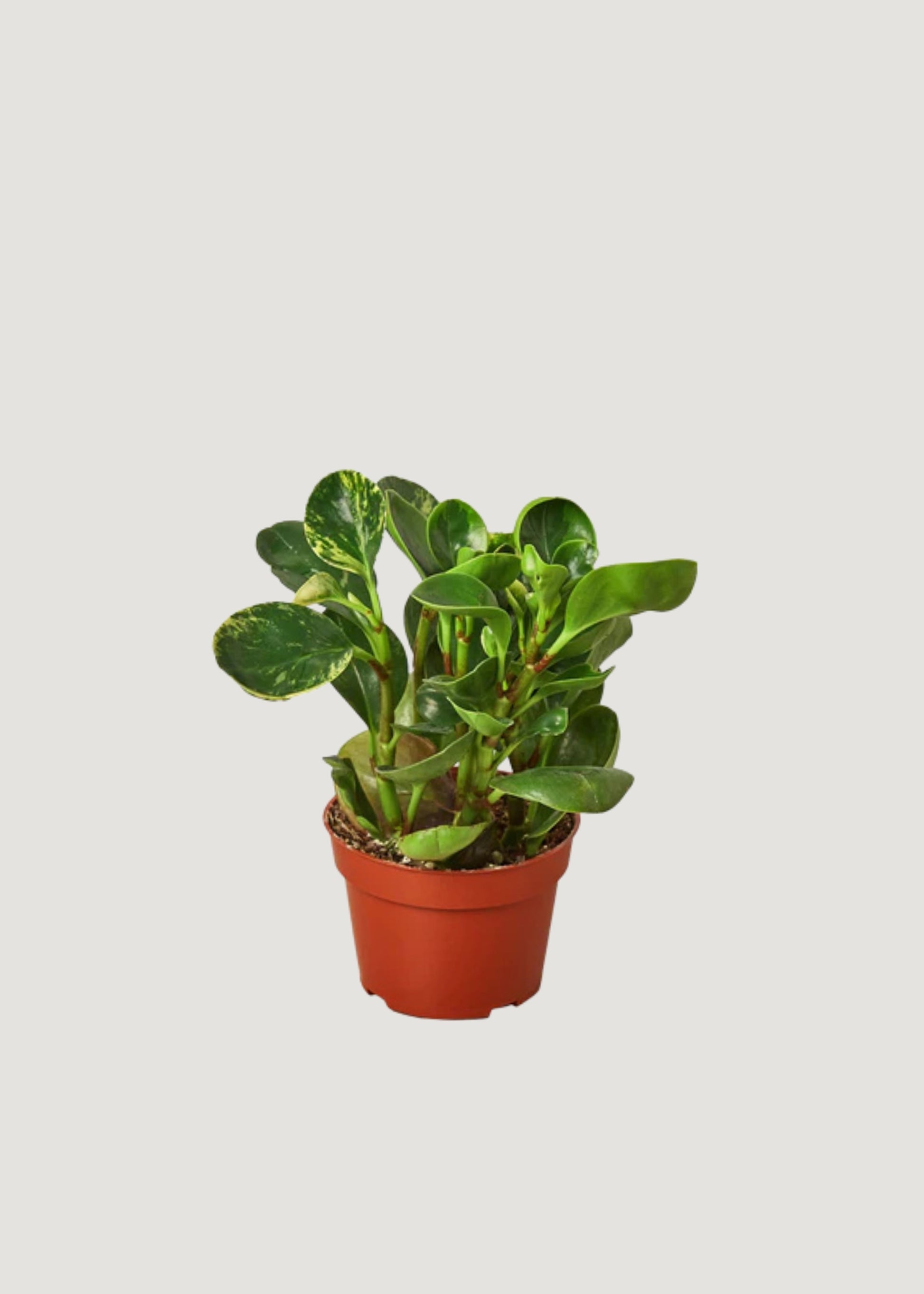  Potted Marble Peperomia Plant 