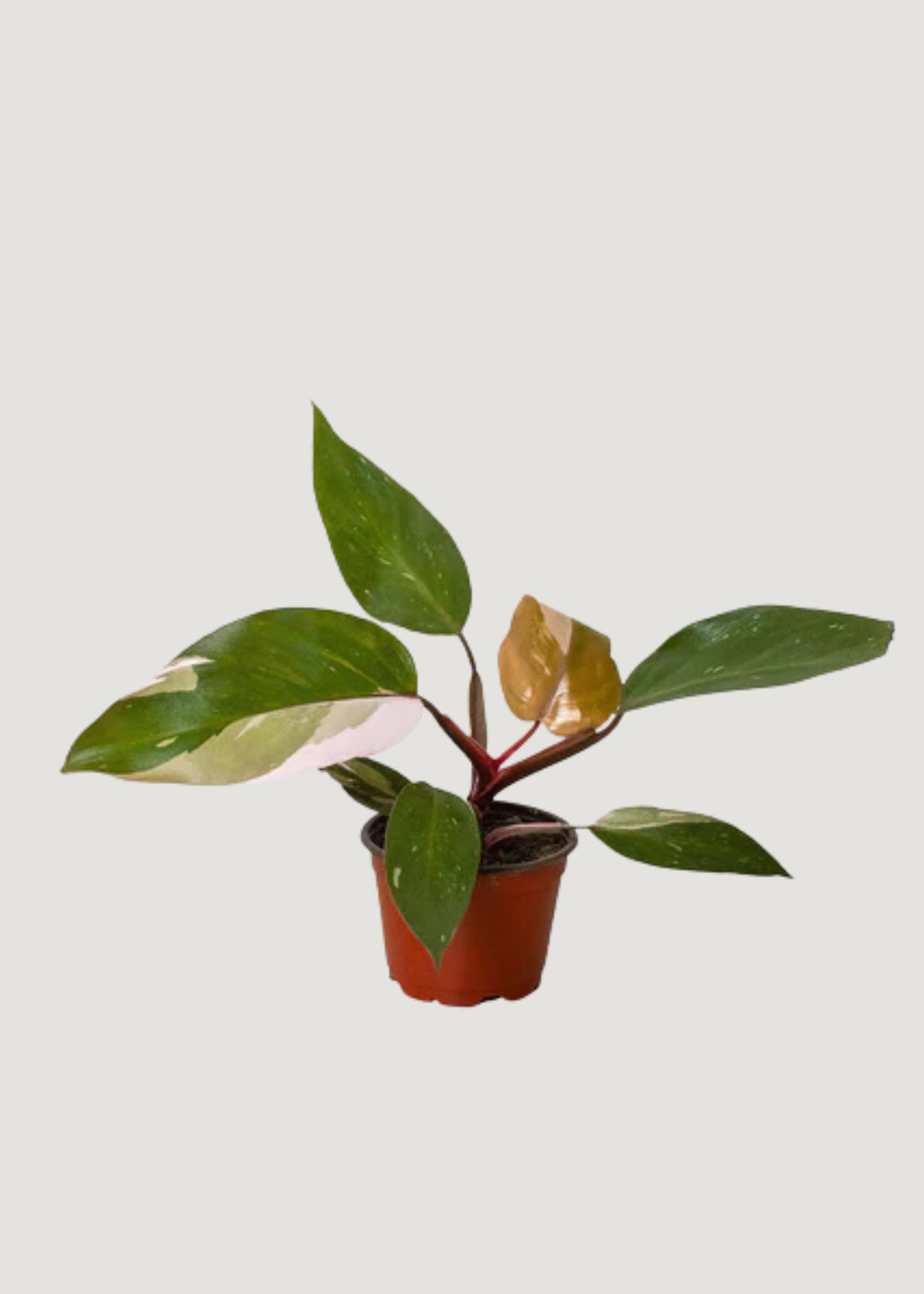 Pink Princess Philodendron Plant