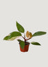 Pink Princess Philodendron Plant