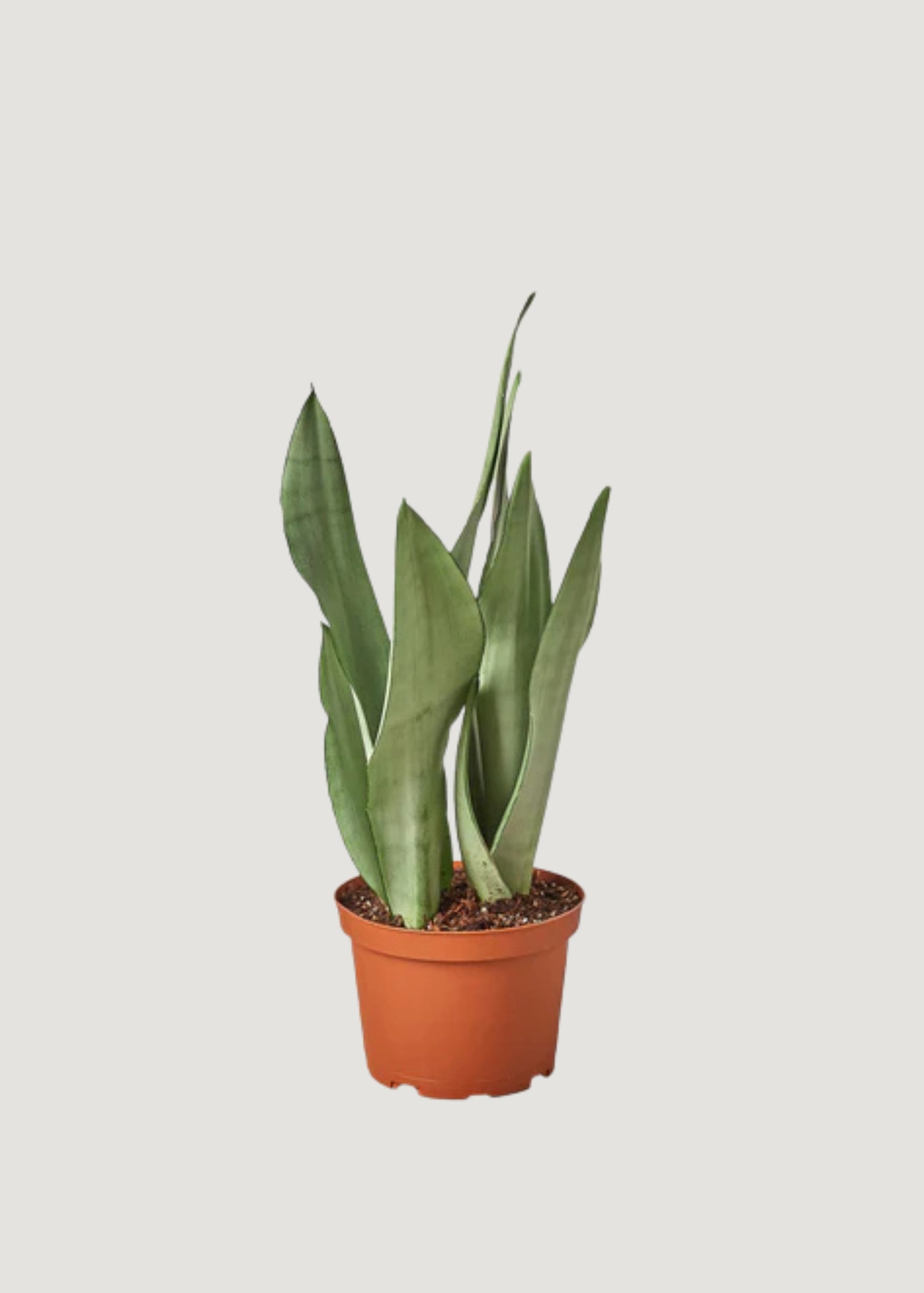 Potted Sansevieria Snake Plant