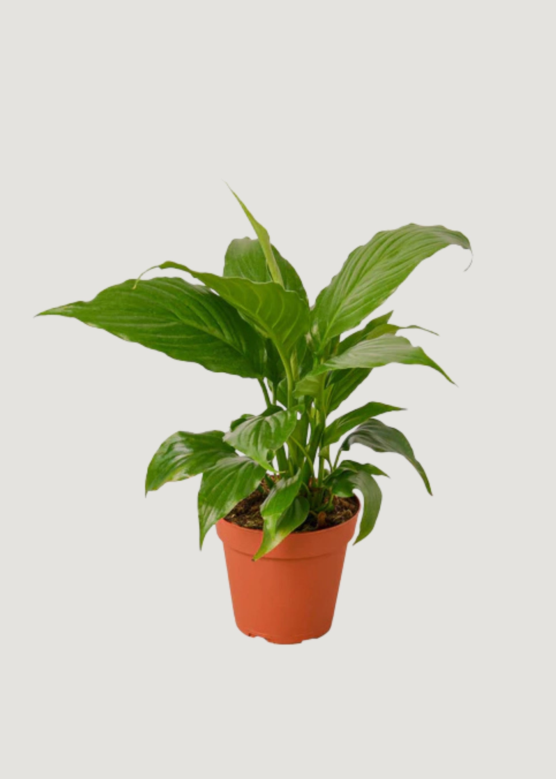Peace Lily Potted Plant