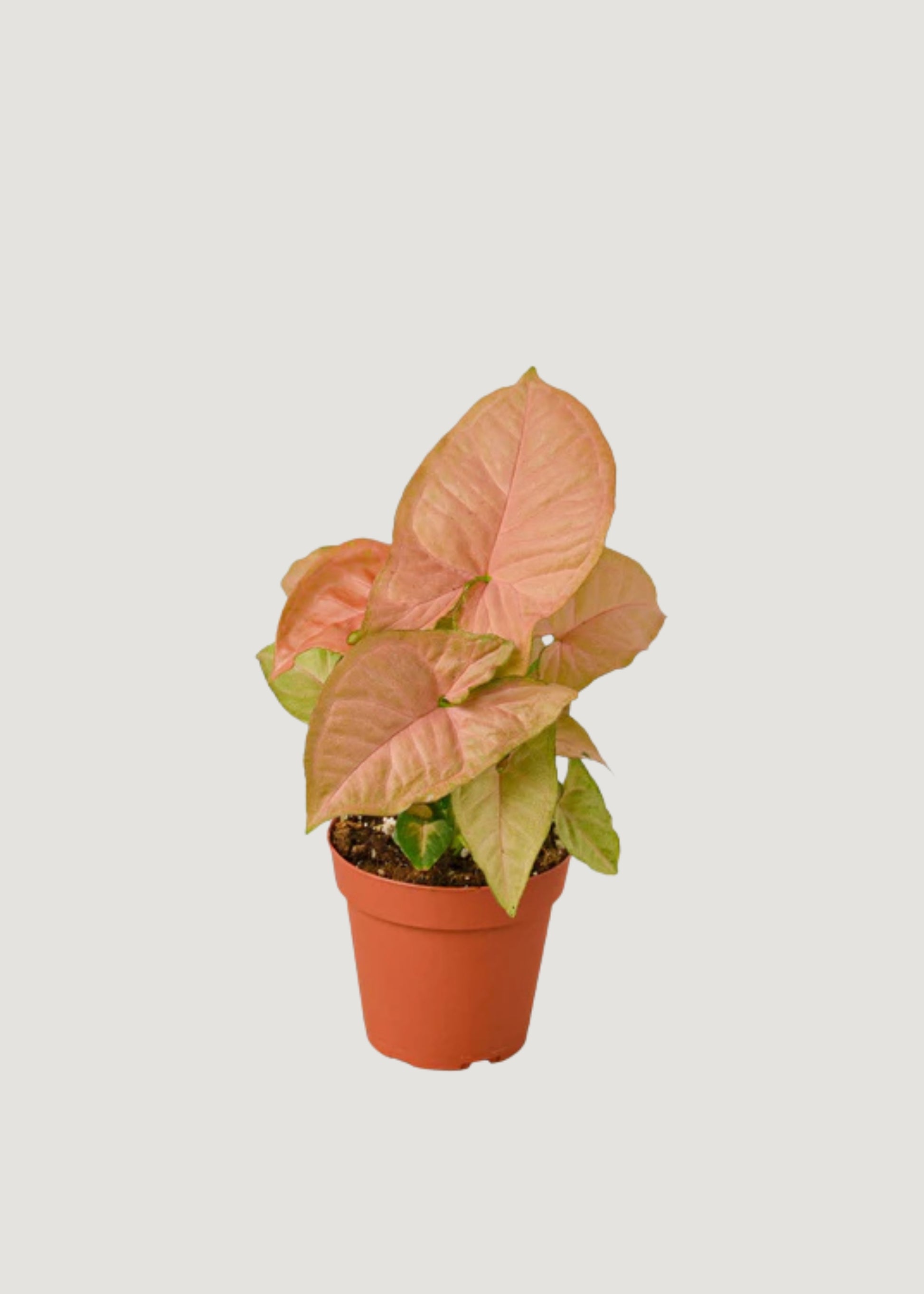 Pink and Green Elephant Ear Potted Plant