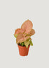 Pink and Green Elephant Ear Potted Plant