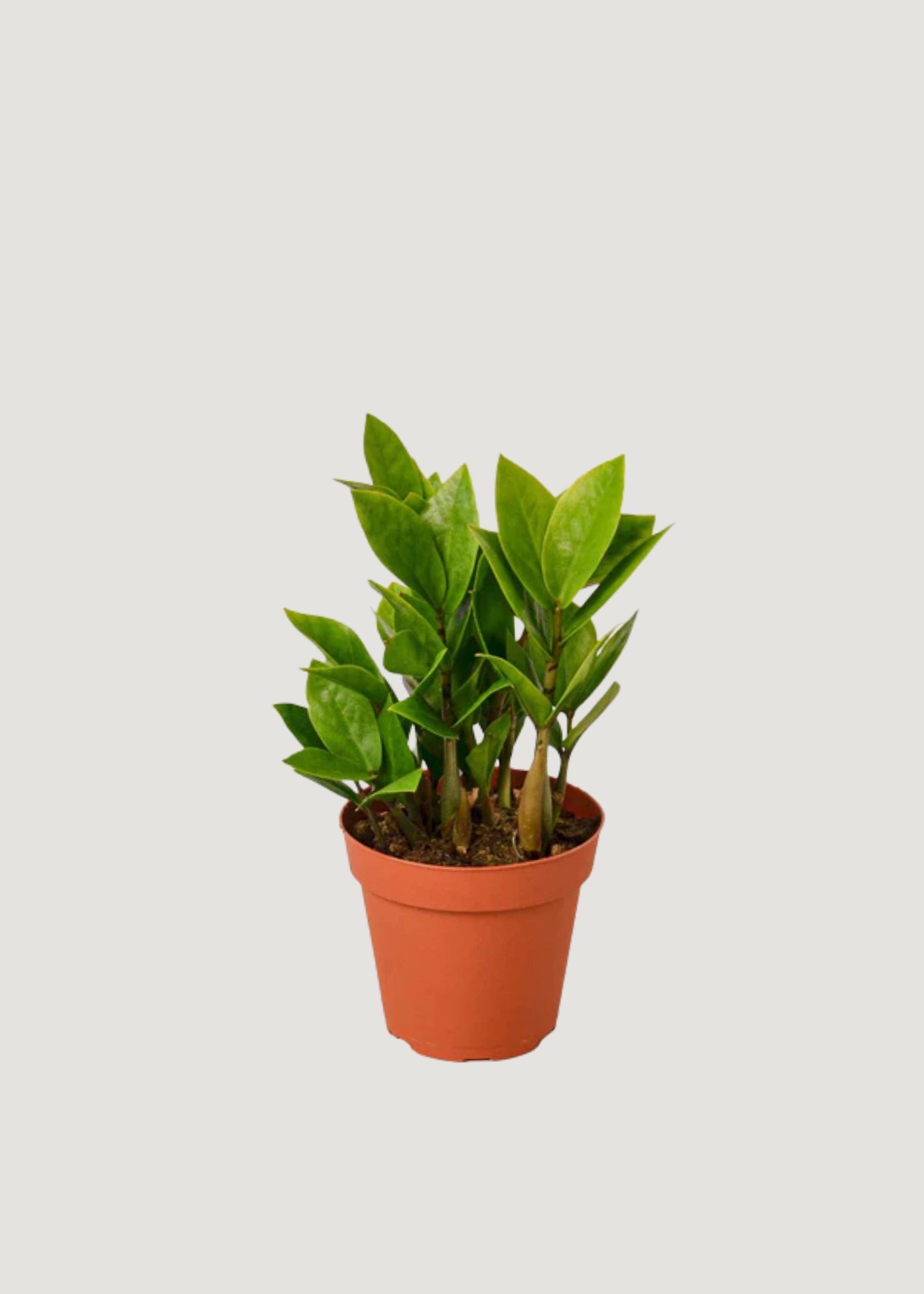 Live ZZ Potted House Plant 