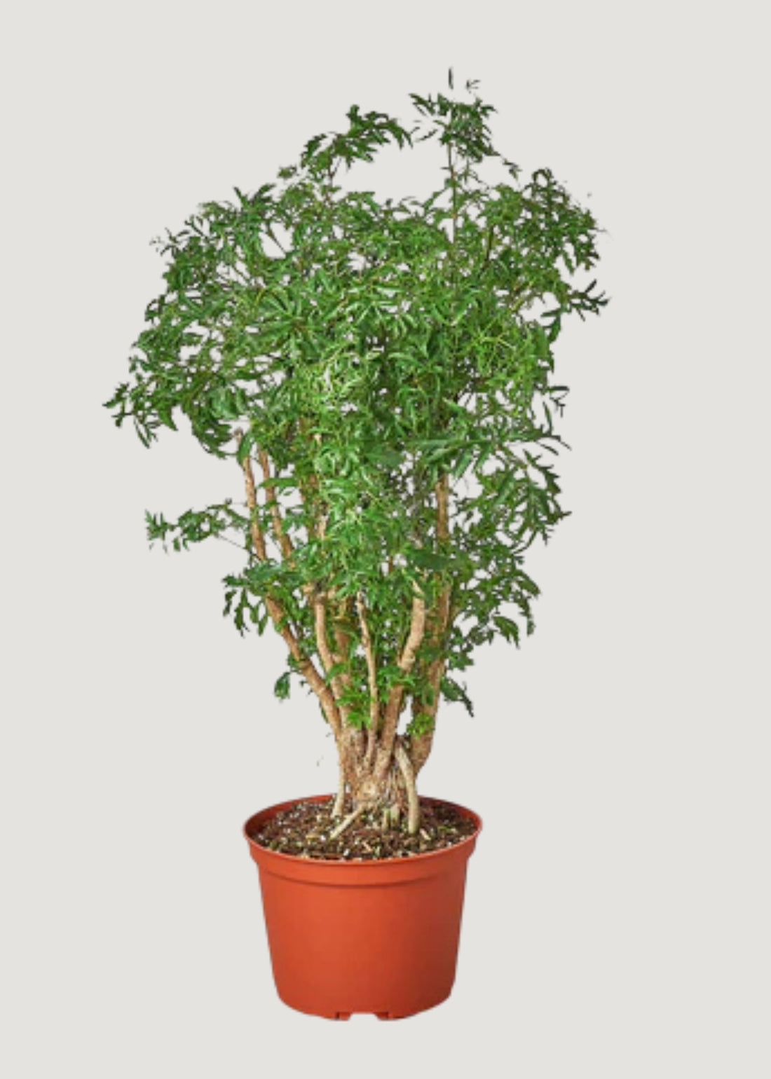 Aralia Ming Stump Plant