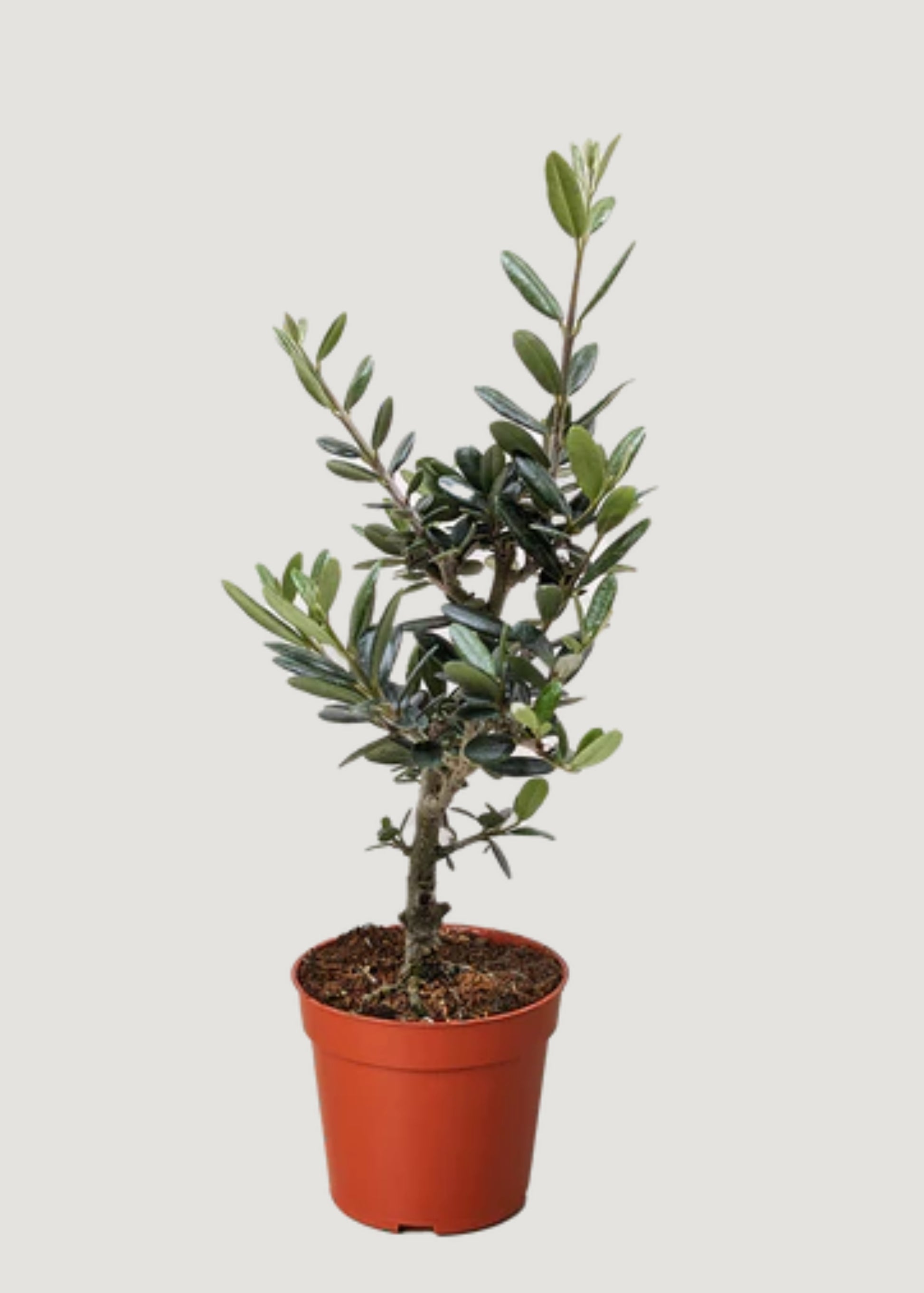 Olive Tree Potted Plant